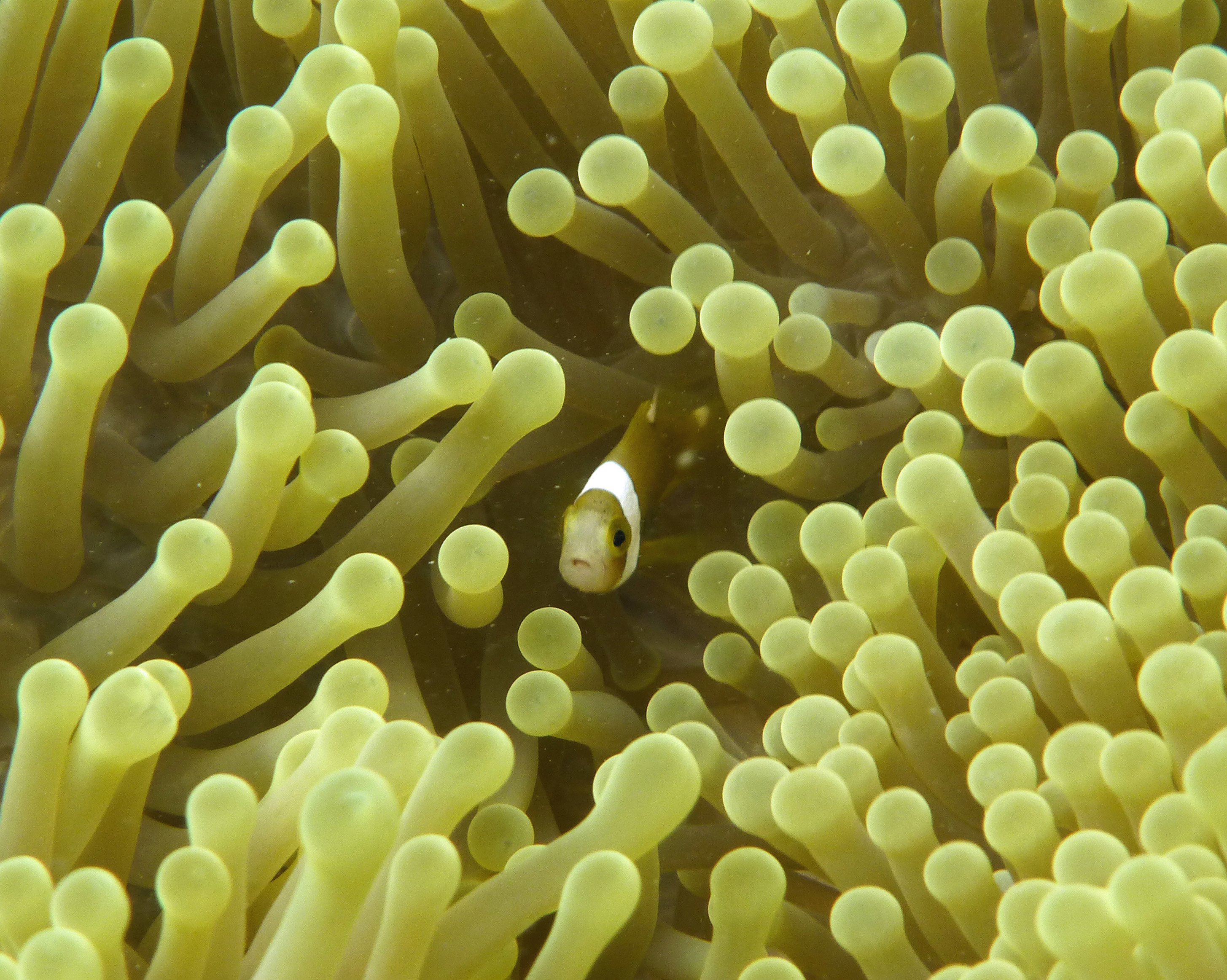 Juvenile white bonnet anemonefish, Mo'orea, French Polynesia 2019.